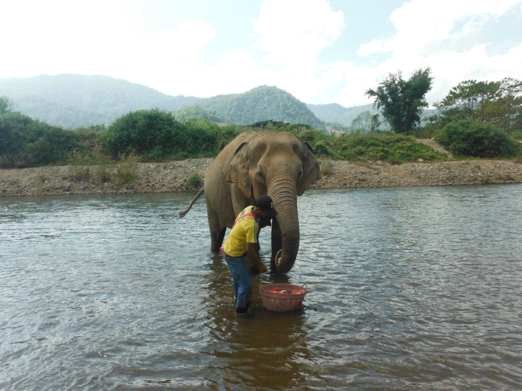 Mahout with elephant at elephant nature park in chiang mai
