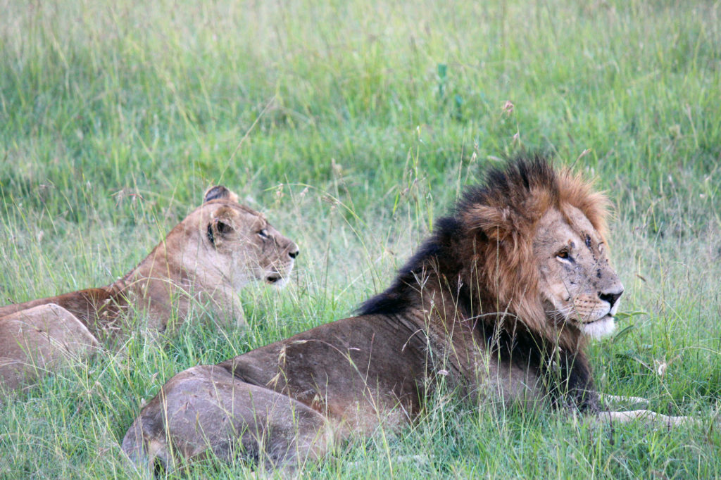 A lion and lioness in the grasses of Kenya that I saw on my East Africa travel tour.