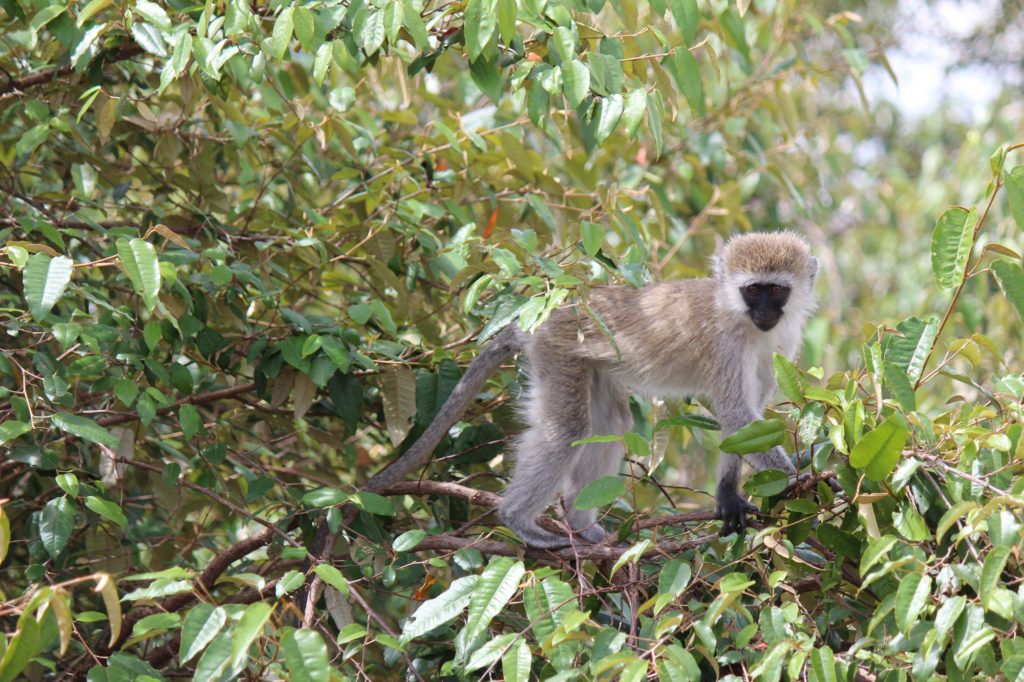 Monkey in a tree in Kenya