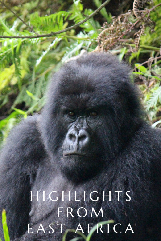 A pin of gorillas showcasing my highlights from my East Africa travel tour.