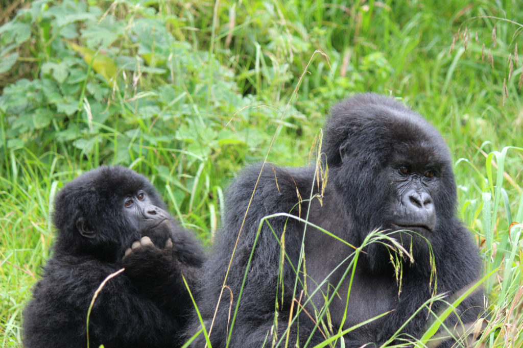 Two gorillas in the forest in Uganda that I encountered on my East Africa travel tour.
