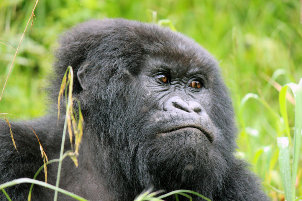 Close-up of gorilla on a mountain gorilla trek in Uganda