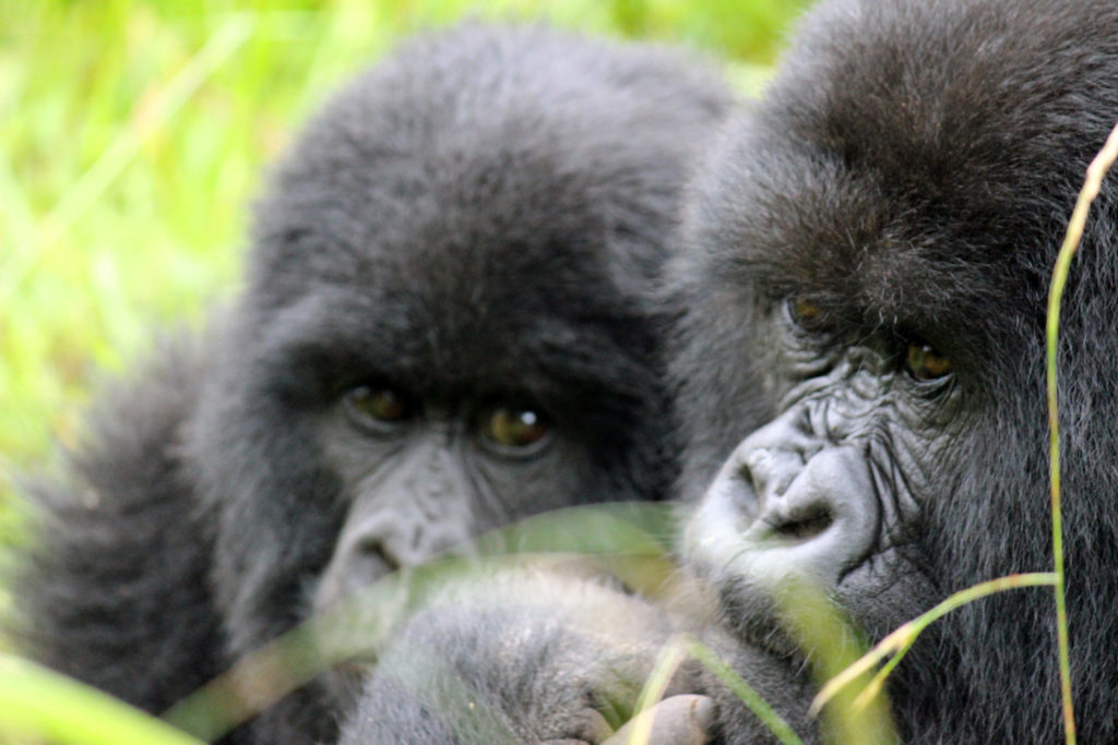 Close-up of 2 gorilla faces on a mountain gorilla trek in Uganda