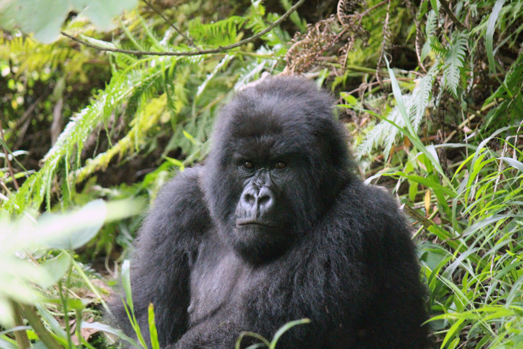 Large mountain gorilla spotted on a mountain gorilla trek in Uganda