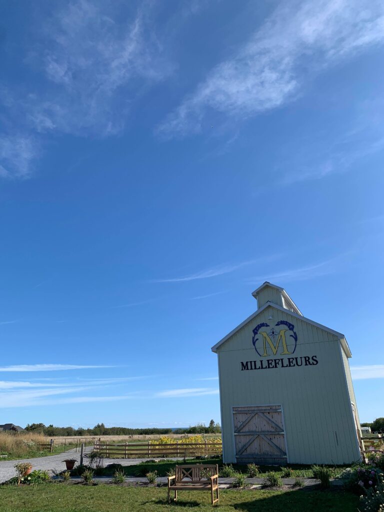 Millefleurs, a lavender farm in Prince Edward County, Ontario