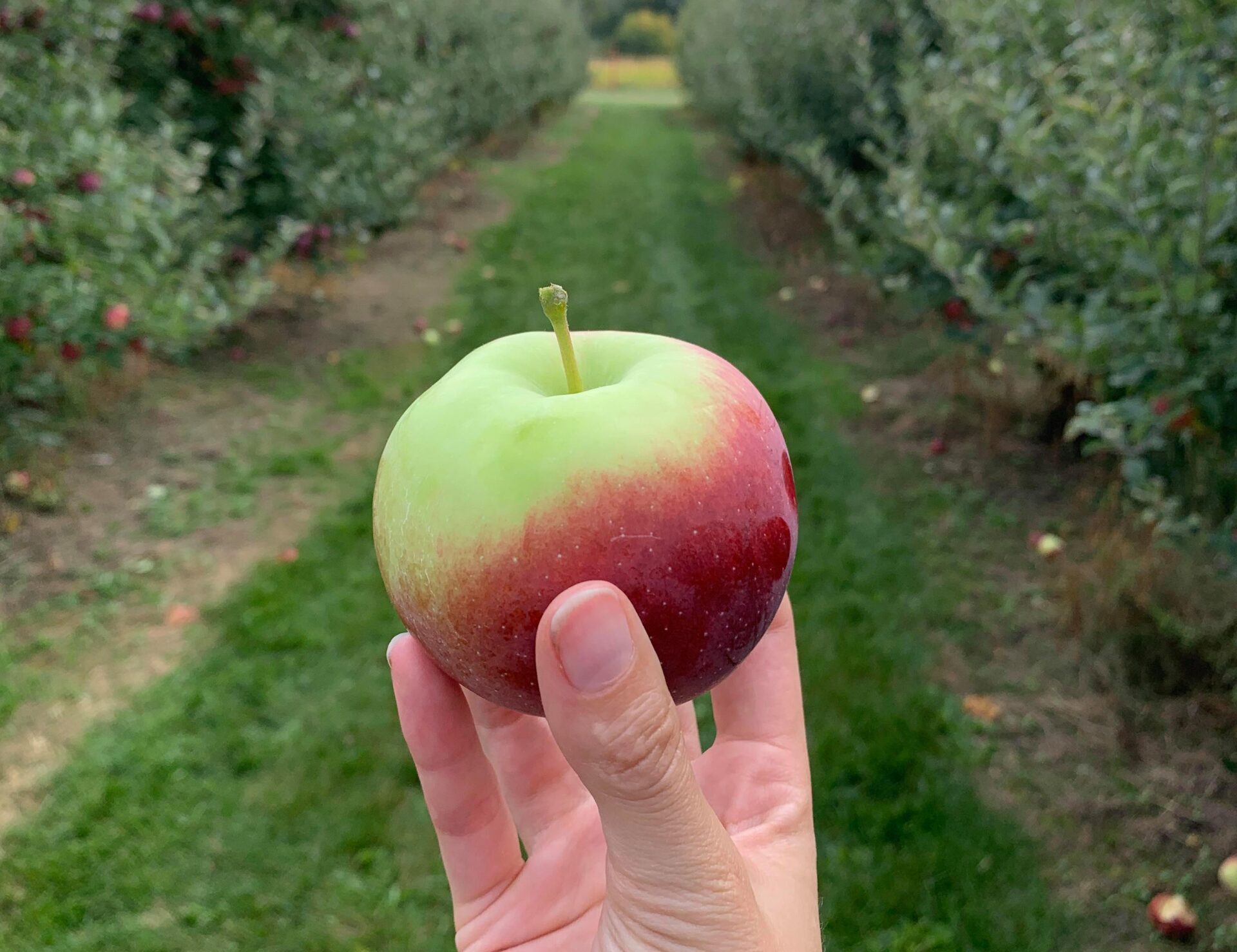 5 Things to Make with Apples from Apple Picking Twirl The Globe