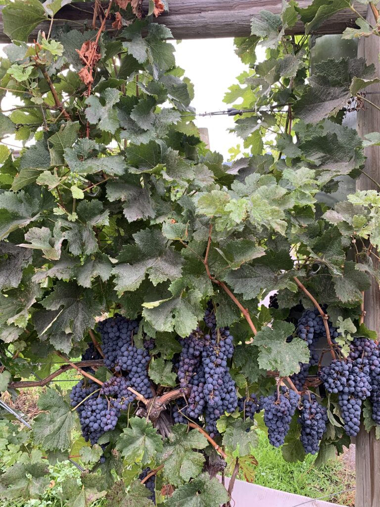 Grapes hanging in winery in Kelowna
