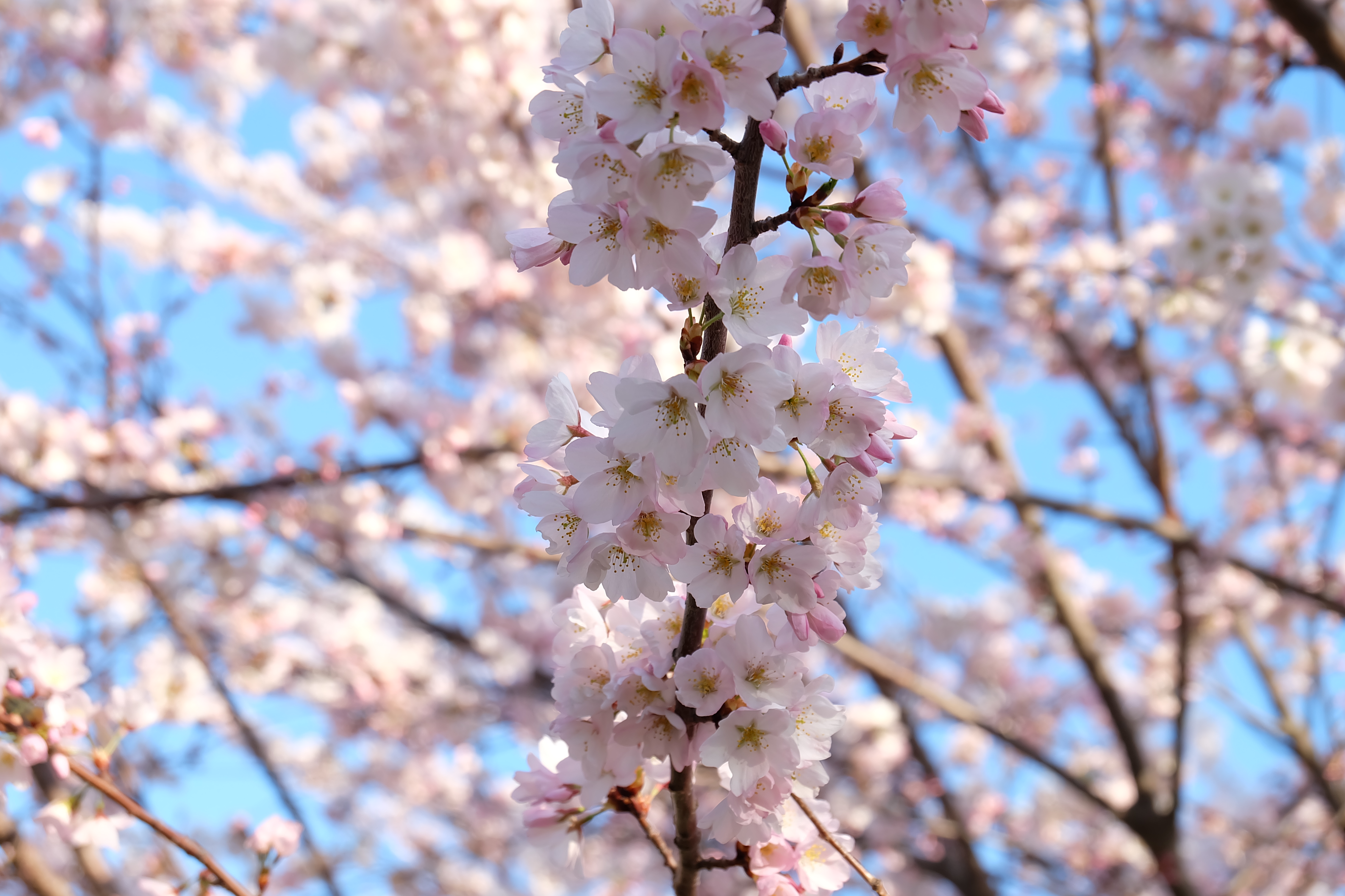 Cherry Blossom tree in High Park, Toronto
