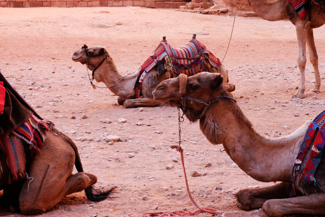 Petra Camels