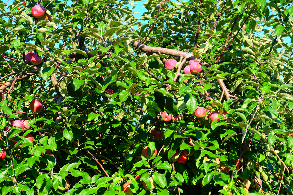 apple-trees