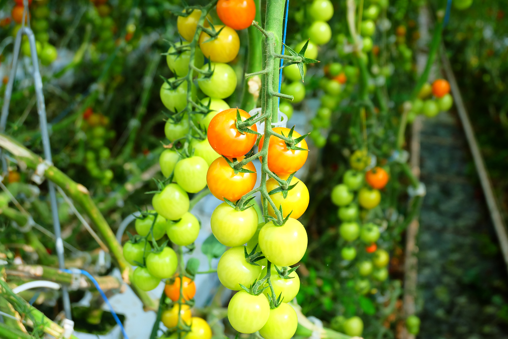 tomato-farm