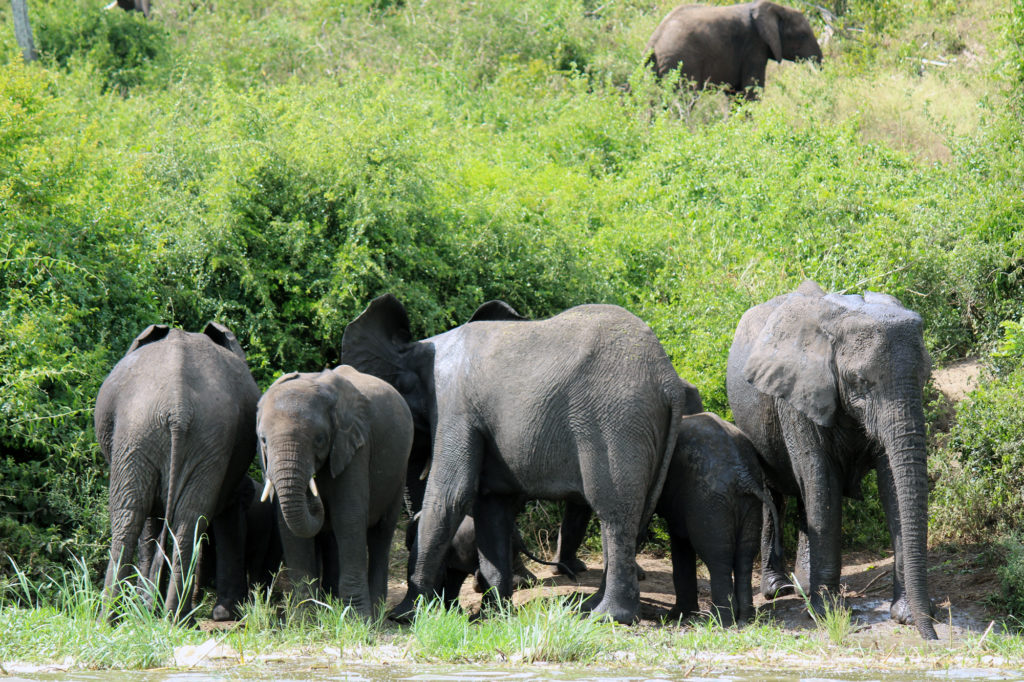 A bunch of elephants on the side of a river in East Africa
